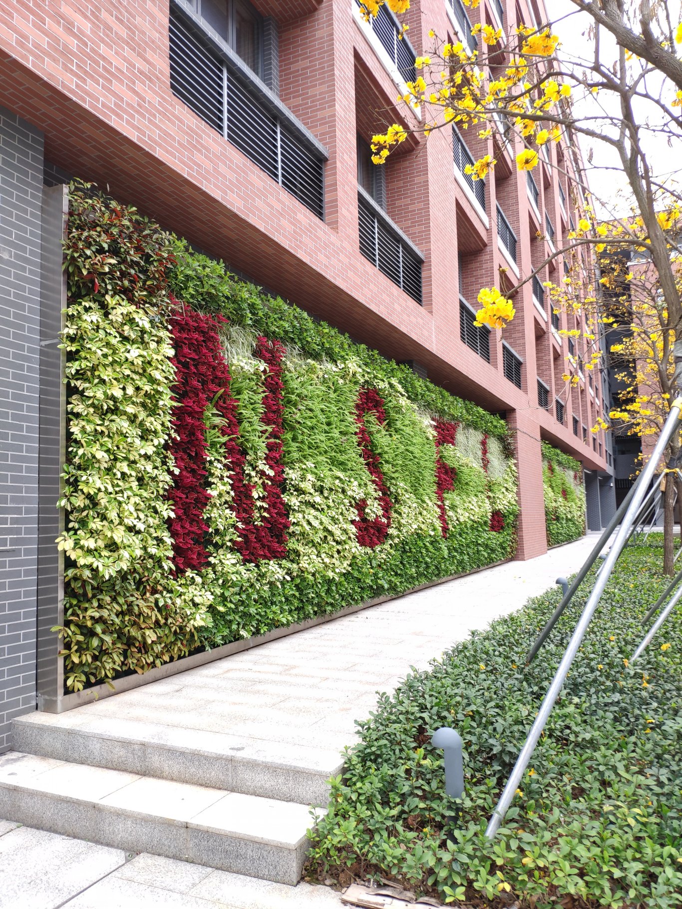 深圳南山南外高中垂直绿化植物墙