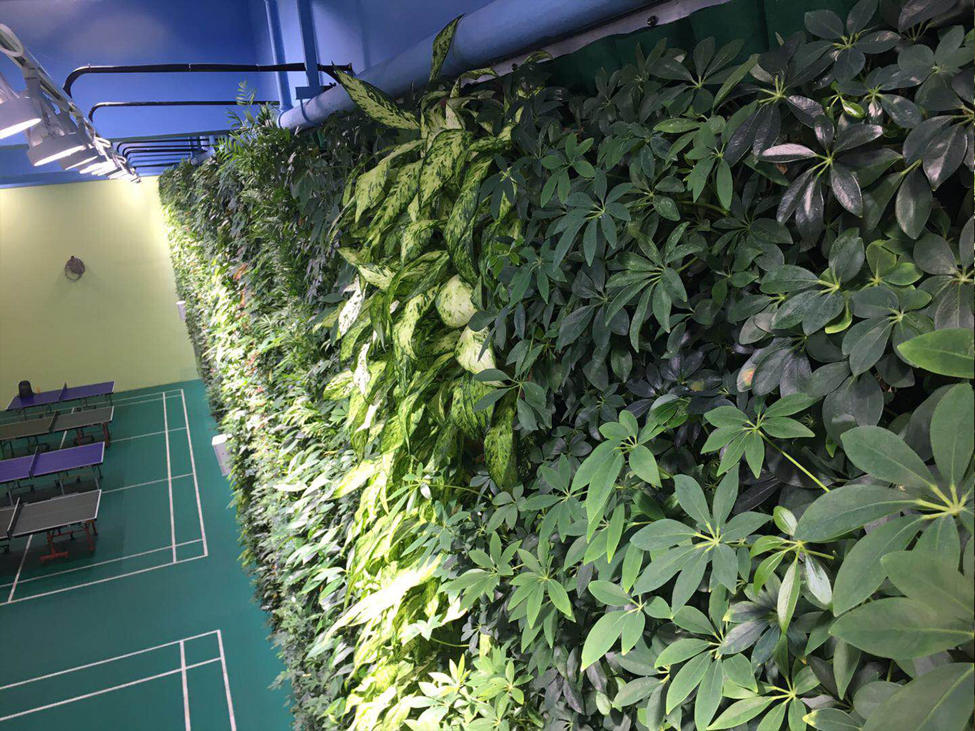 城投室内运动馆垂直绿化植物墙