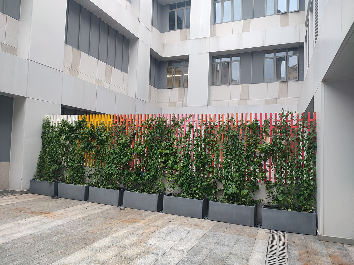 皇岗创新实验学校中学花箱爬藤植物